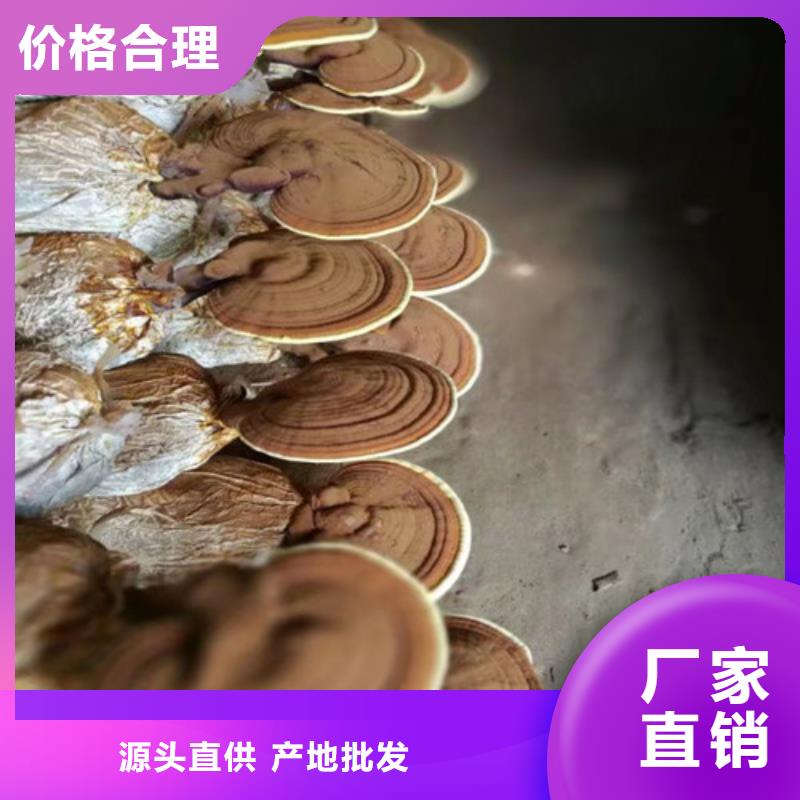 
孢子灵芝精选厂商