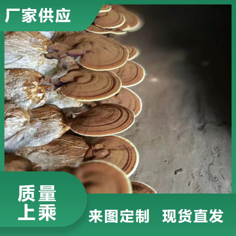 灵芝超细粉源头厂家