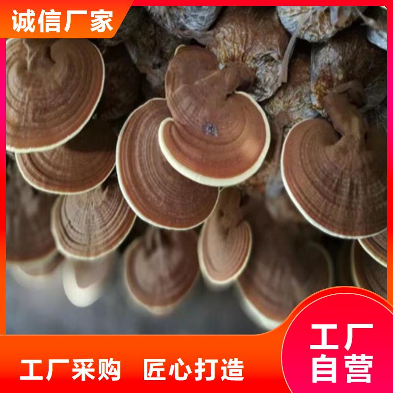 值得信赖的
灵芝超细粉生产厂家