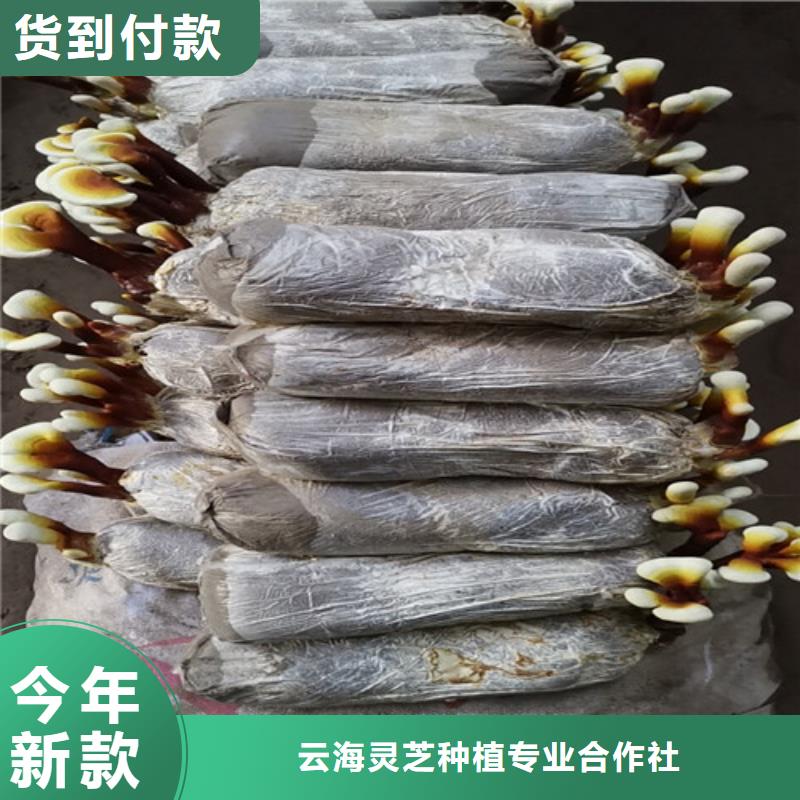 本地
灵芝孢子粉厂商