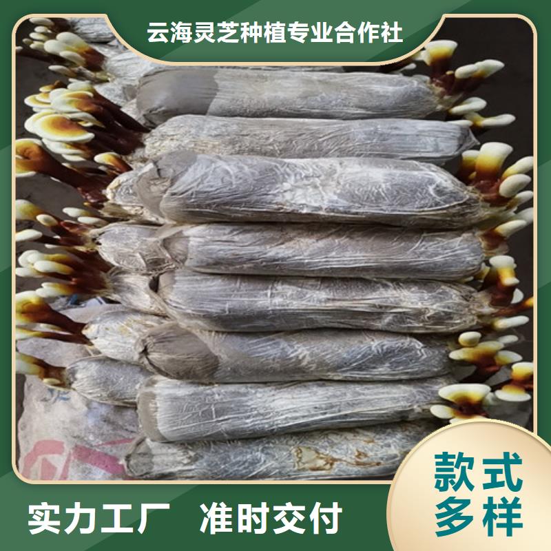 灵芝活体让利新老客户