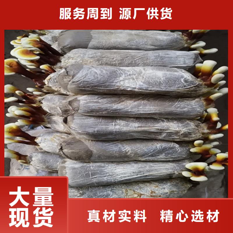生产灵芝超微粉的厂家