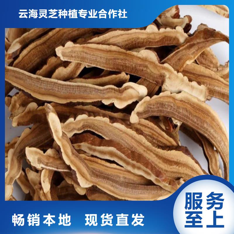 【灵芝孢子粉】灵芝菌种选择我们没错