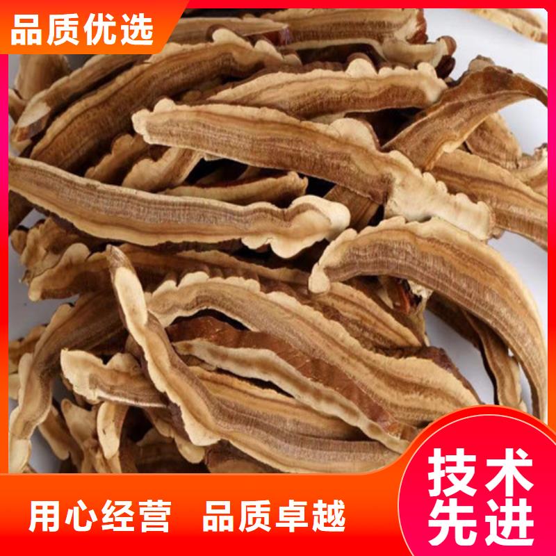 灵芝菌棒厂家现货销售