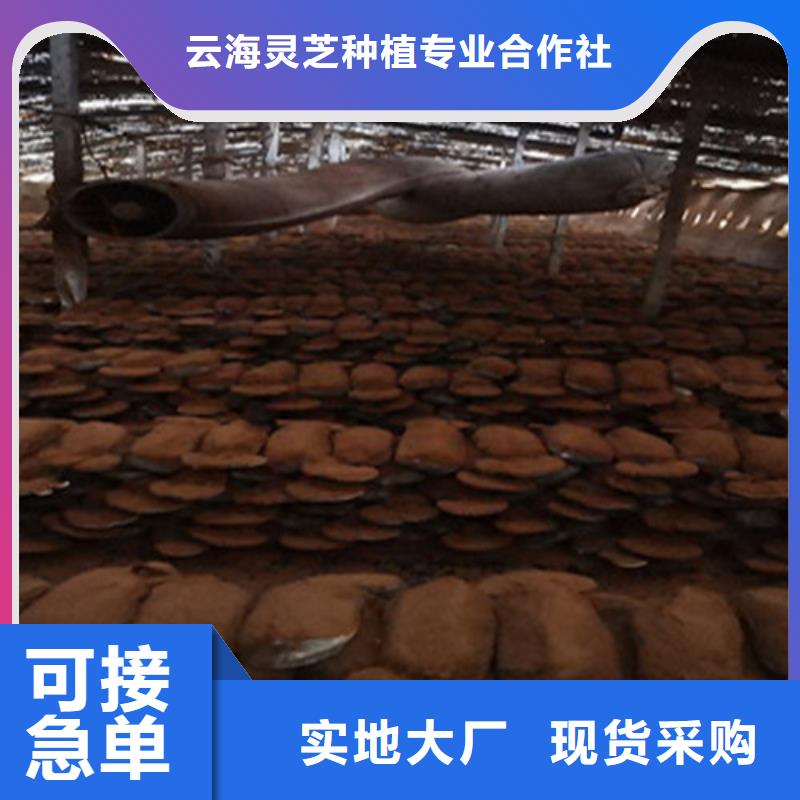 
灵芝孢子粉厂家，发货快