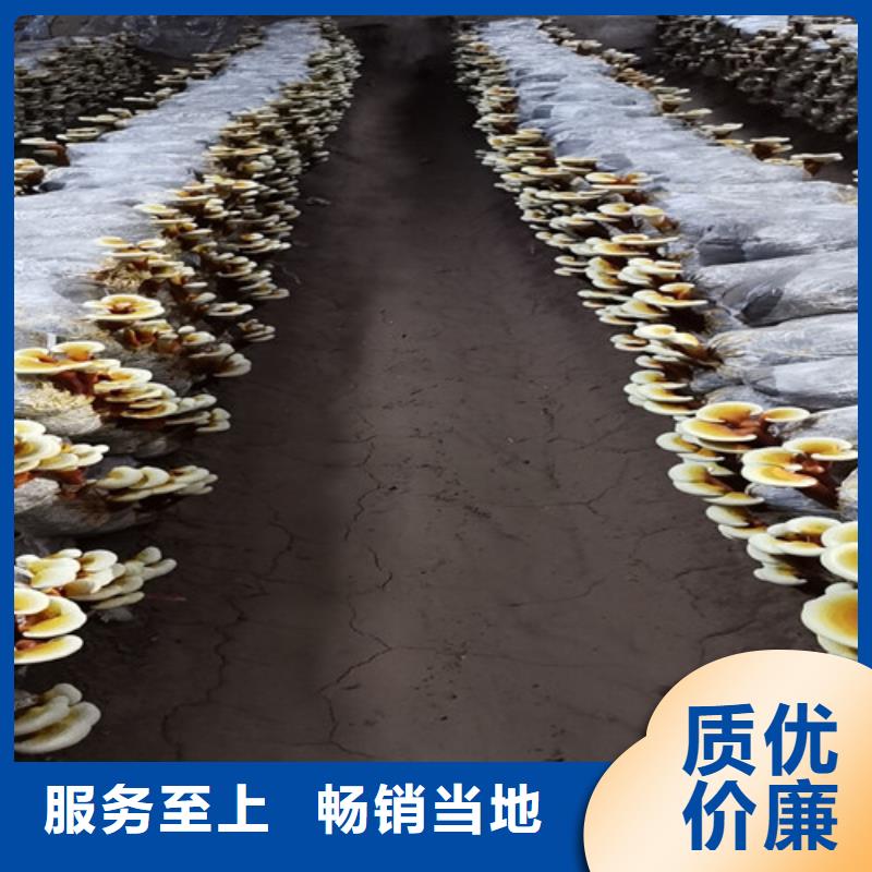 灵芝菌丝用途广