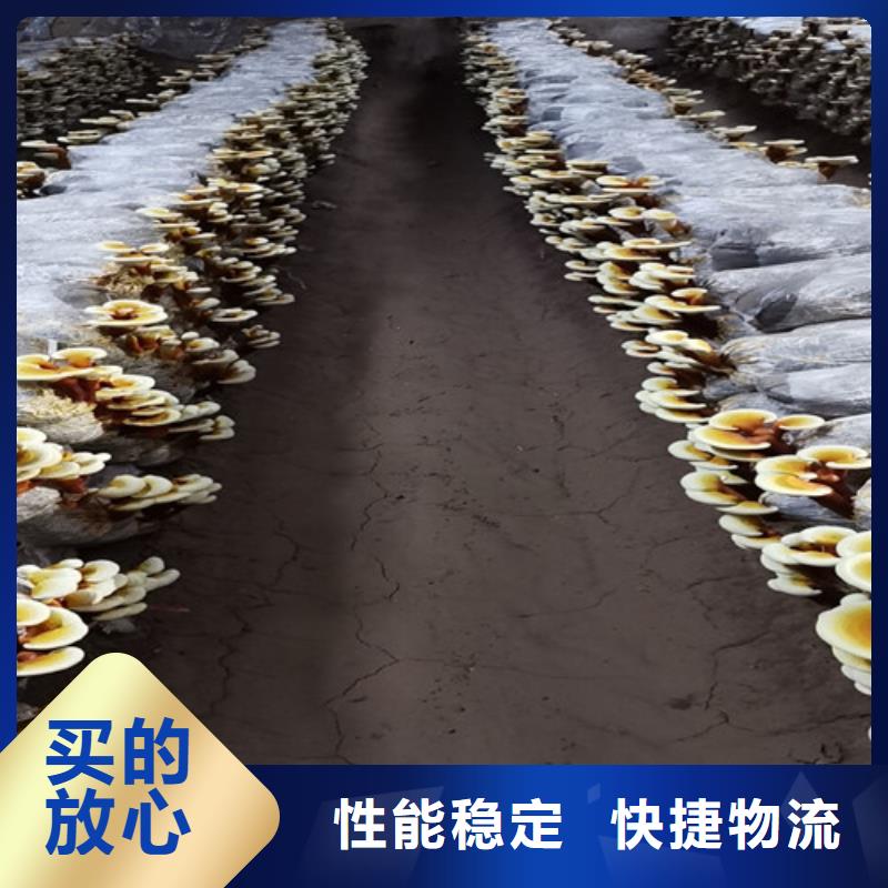 #灵芝菌棒#-重信誉厂家