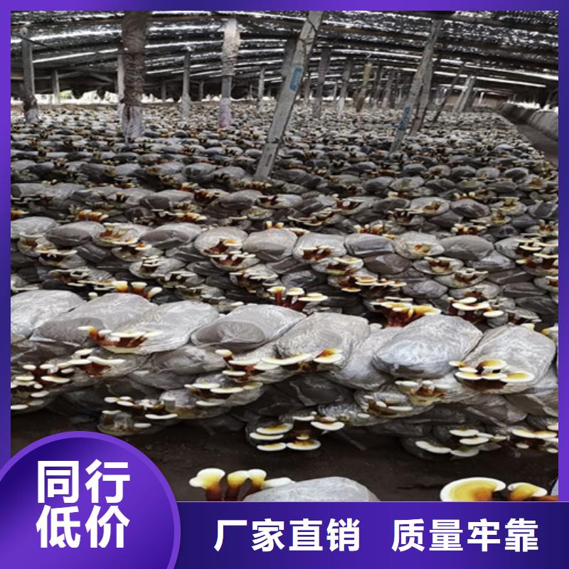 供应批发
灵芝孢子粉-靠谱