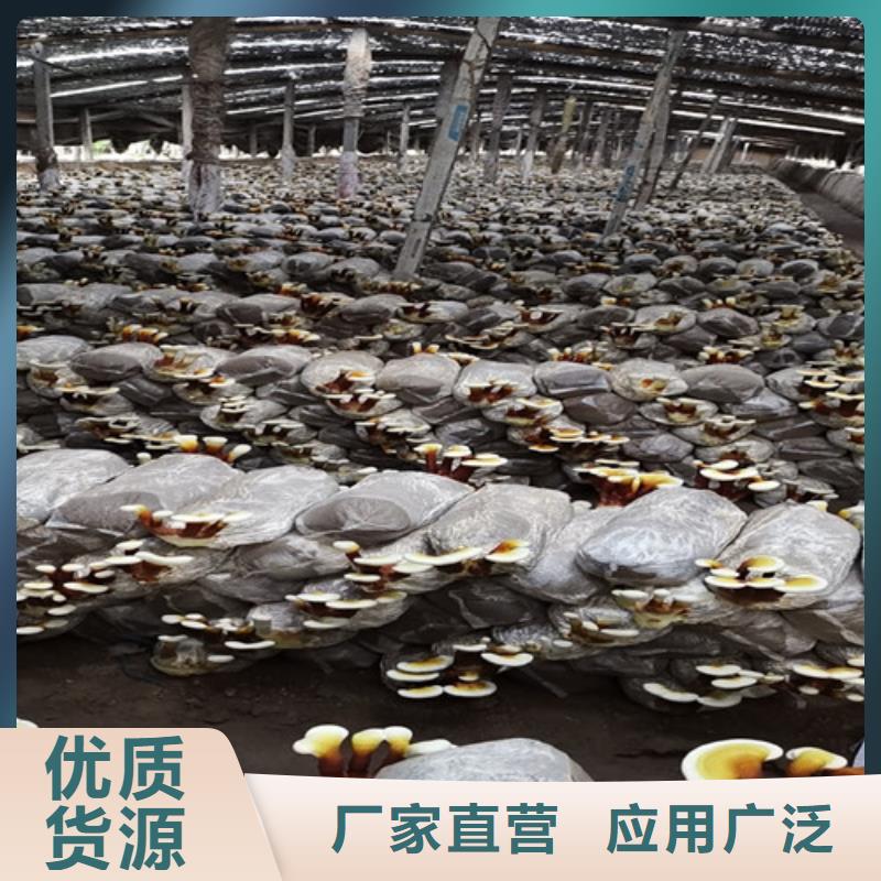 卖
灵芝超细粉的供货商