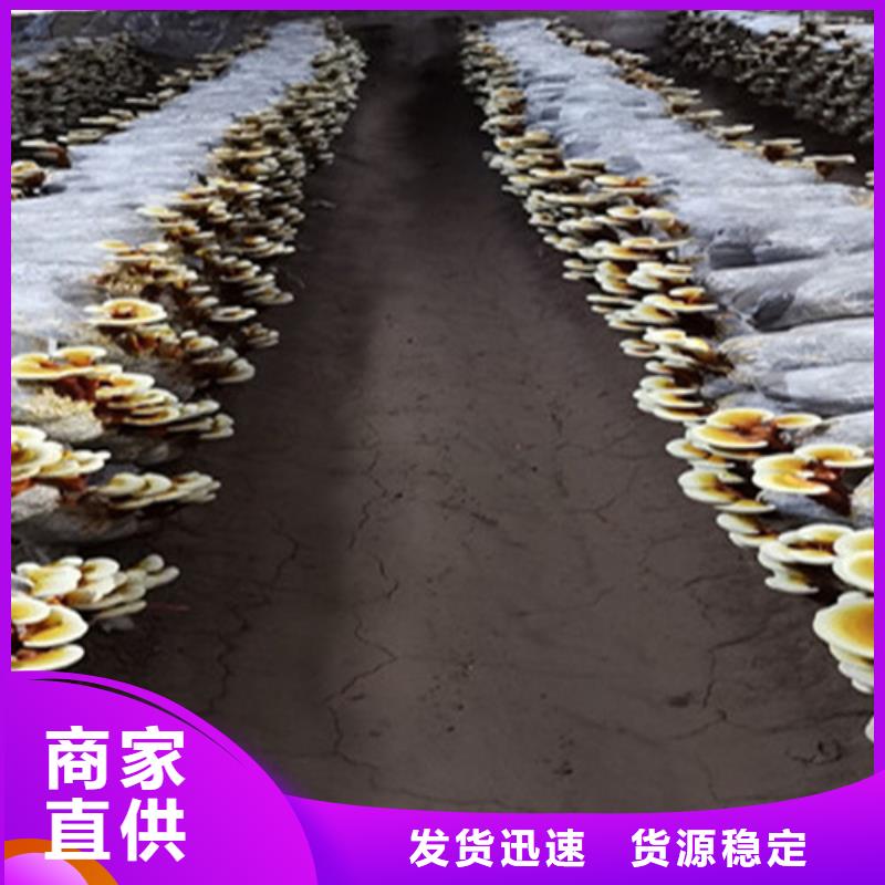 灵芝超细粉价格美丽
