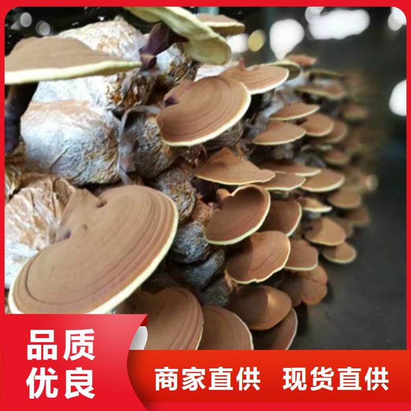 定制灵芝孢子粉_优质厂家