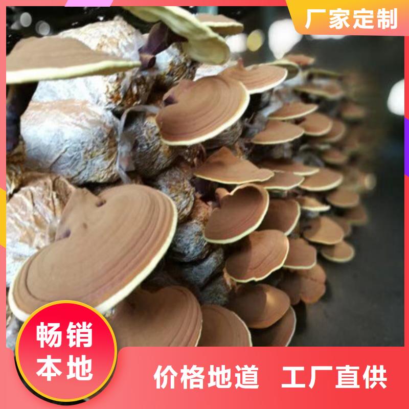 灵芝孢子粉源头好货