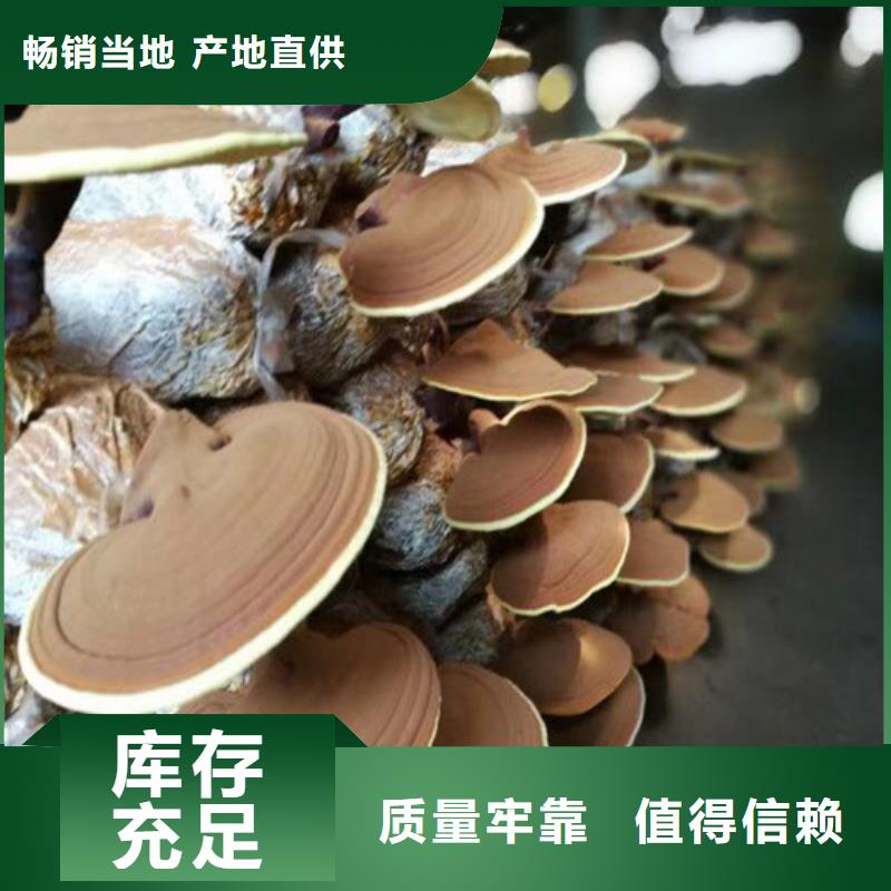 灵芝超微粉大厂家才可靠
