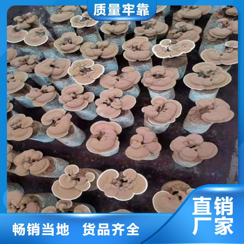 发货速度快的灵芝孢子厂家
