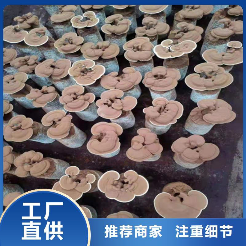 灵芝超细粉当天出货
