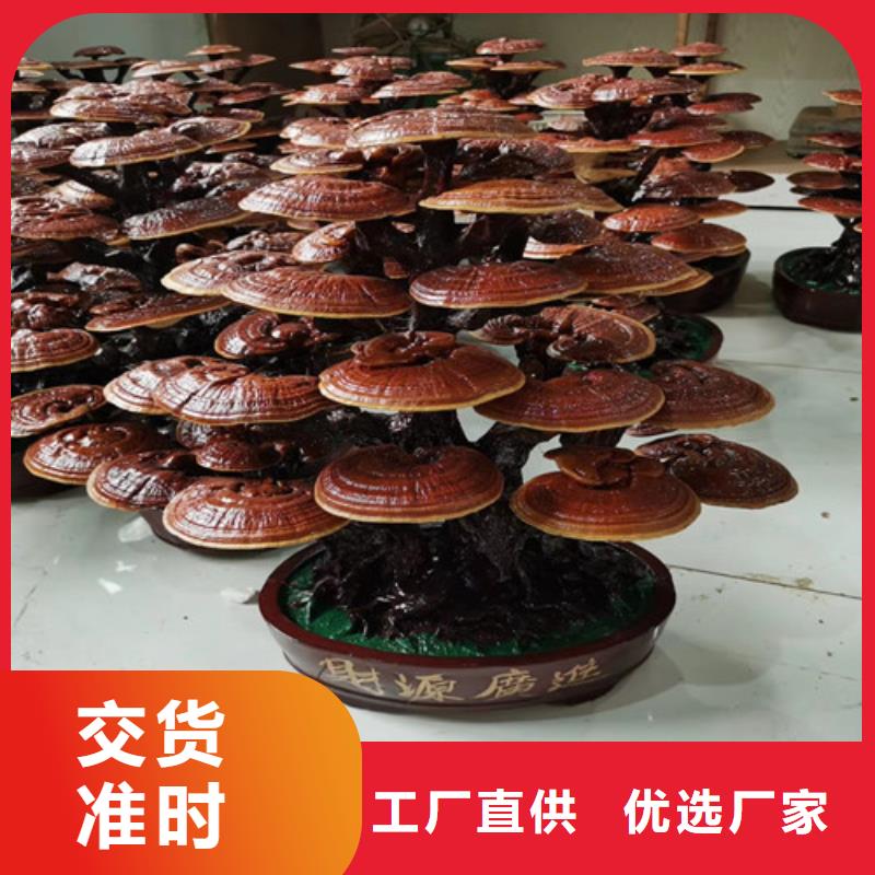 买
灵芝超细粉必看-来电咨询
