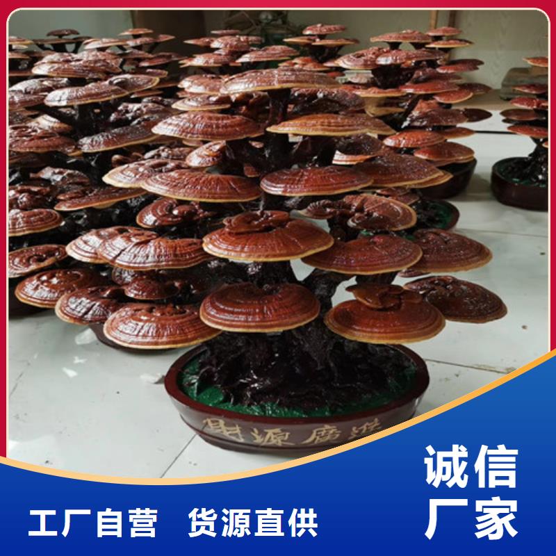索县破壁灵芝孢子粉