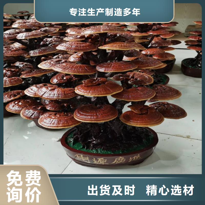 供应破壁灵芝粉_精选厂家