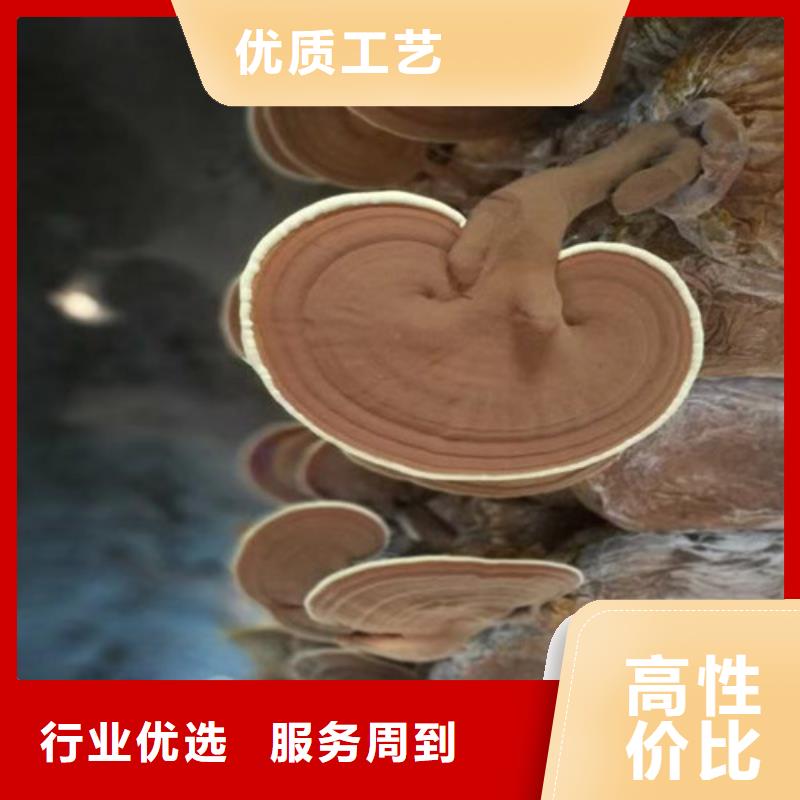 灵芝、灵芝生产厂家-发货及时