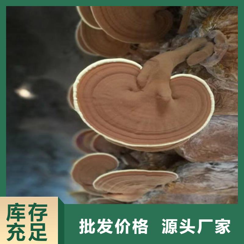卖
灵芝超细粉的供货商