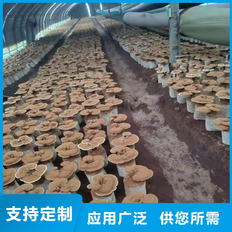 性价比高的
孢子灵芝