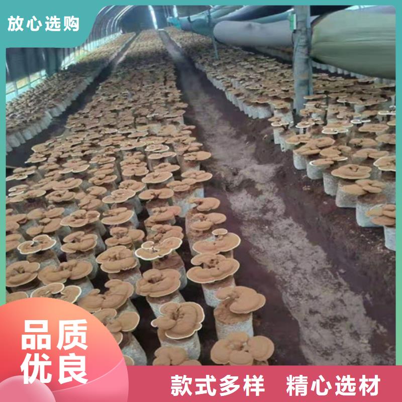 灵芝超微粉源头厂商