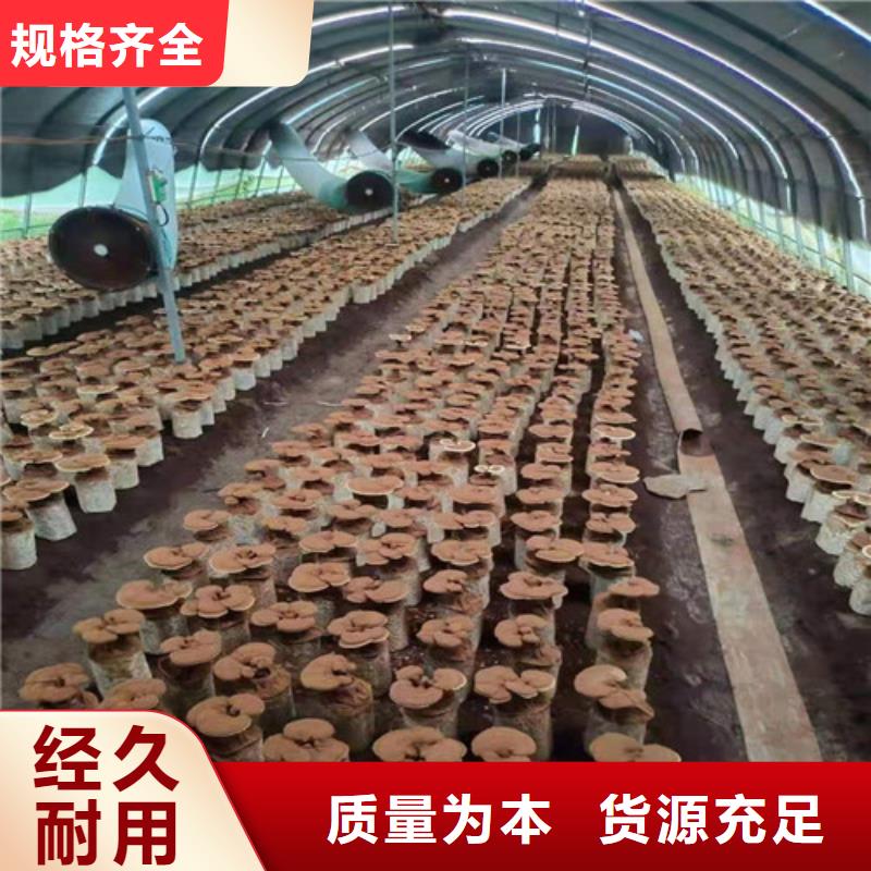 
灵芝超细粉大厂家售后无忧
