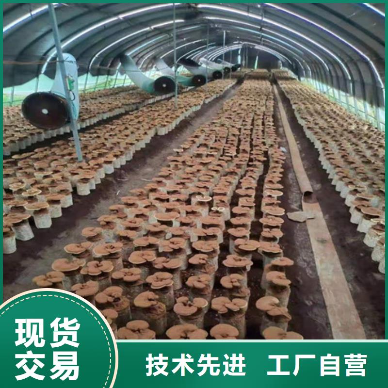 
灵芝粉-
灵芝粉质优价廉