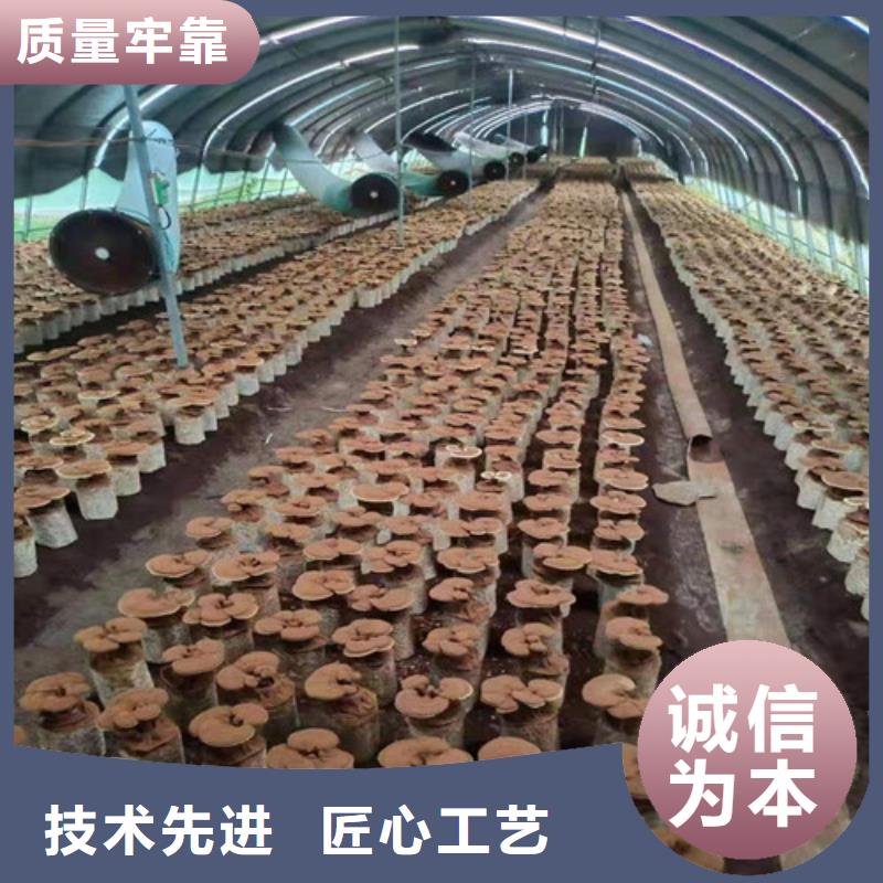 厂家主打产品灵芝活体欢迎询价