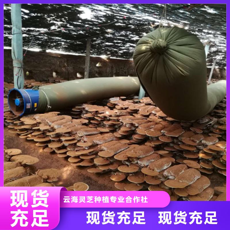 发货速度快的
灵芝孢子粉公司