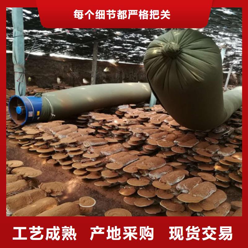 灵芝-灵芝可定制