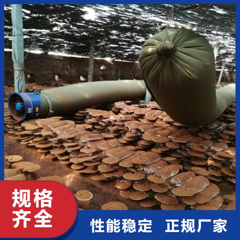 灵芝孢子粉公司