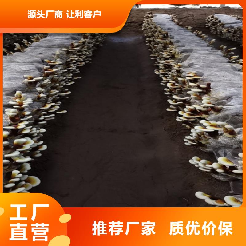 孢子灵芝厂家质优价廉