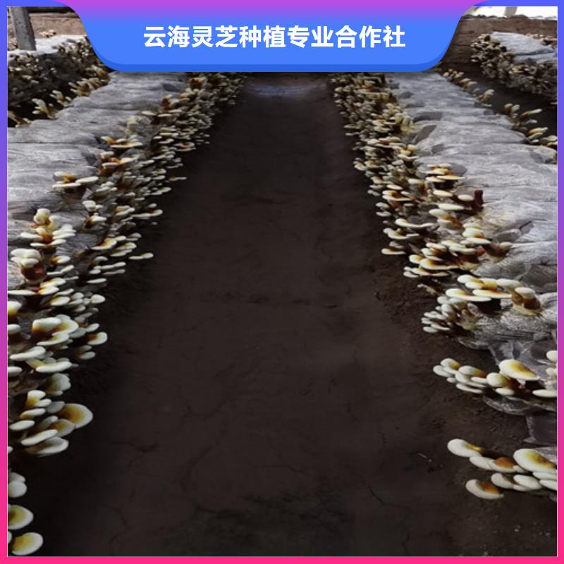 灵芝盆栽厂家好品质