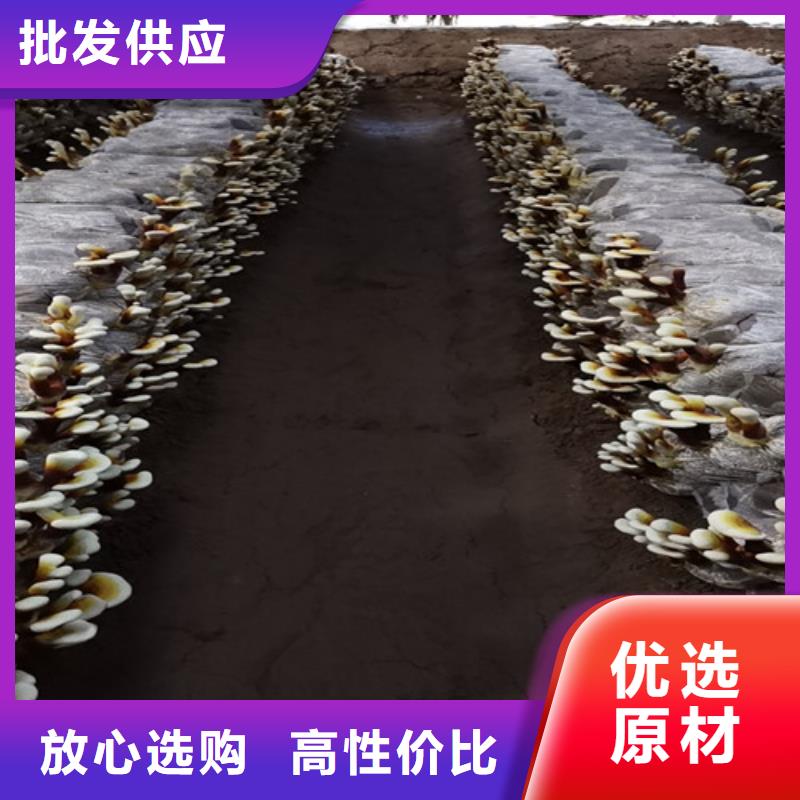 破壁灵芝孢子粉实力厂商