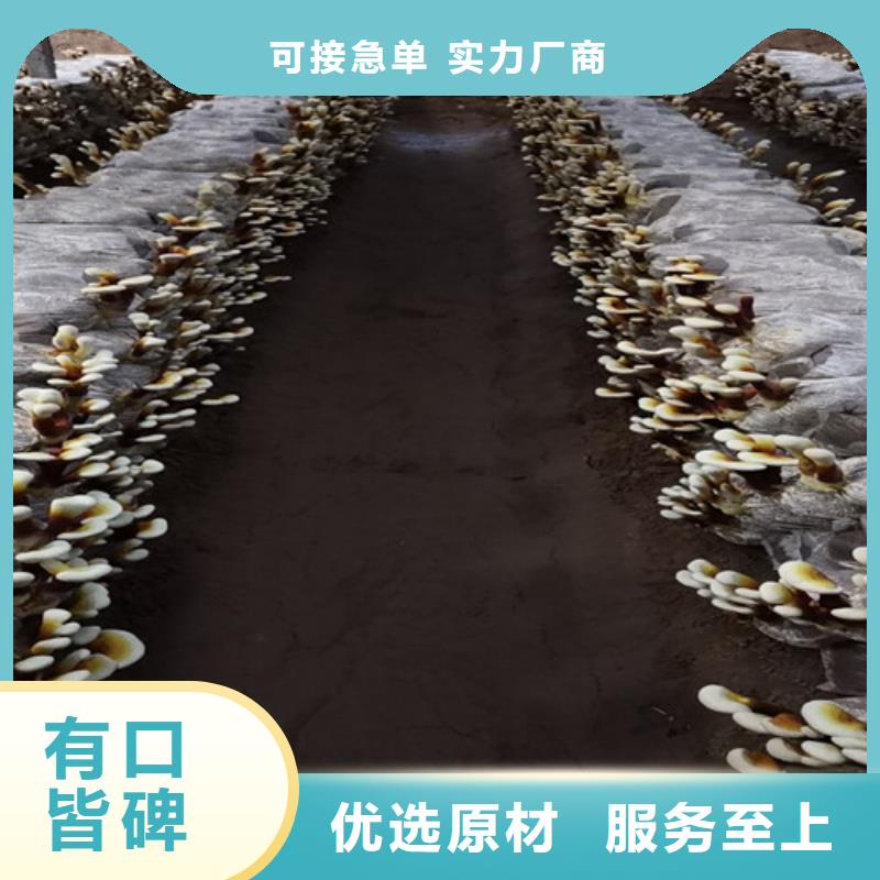 【灵芝孢子粉】灵芝菌种选择我们没错