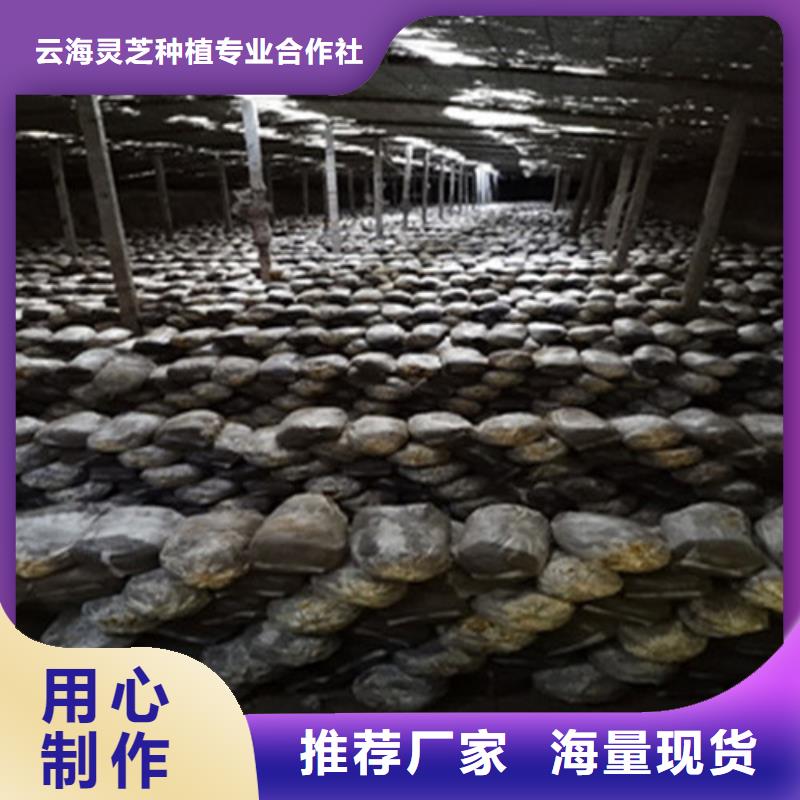 
孢子灵芝-高标准高质量