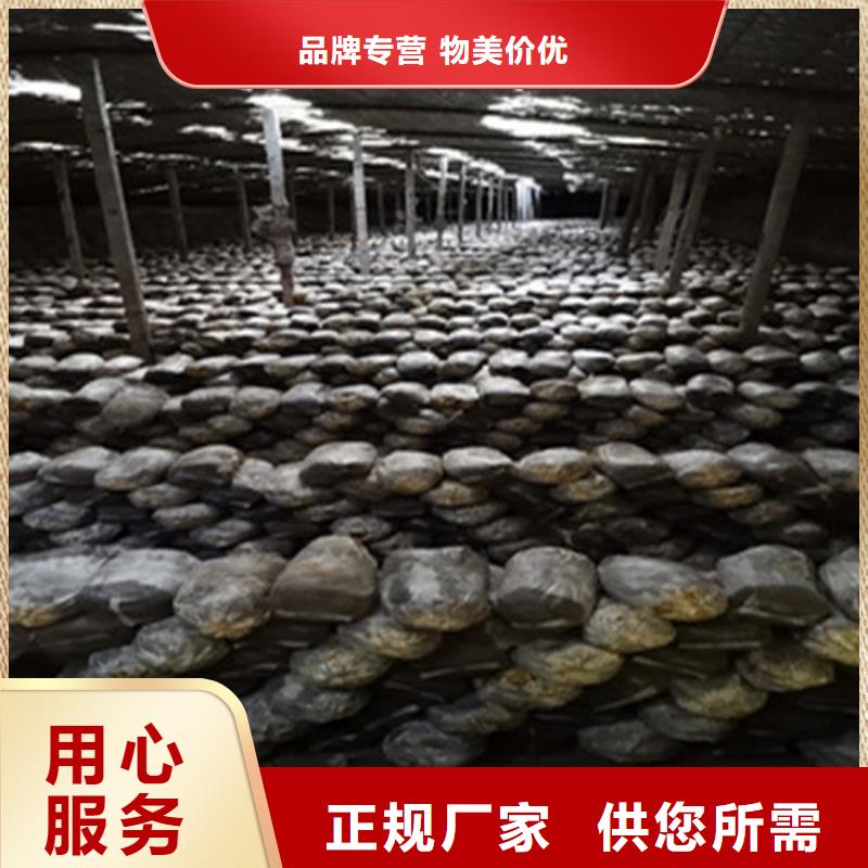 破壁灵芝孢子粉实力厂商