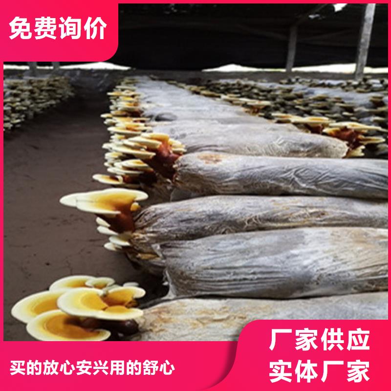 质量好的灵芝活体厂家批发