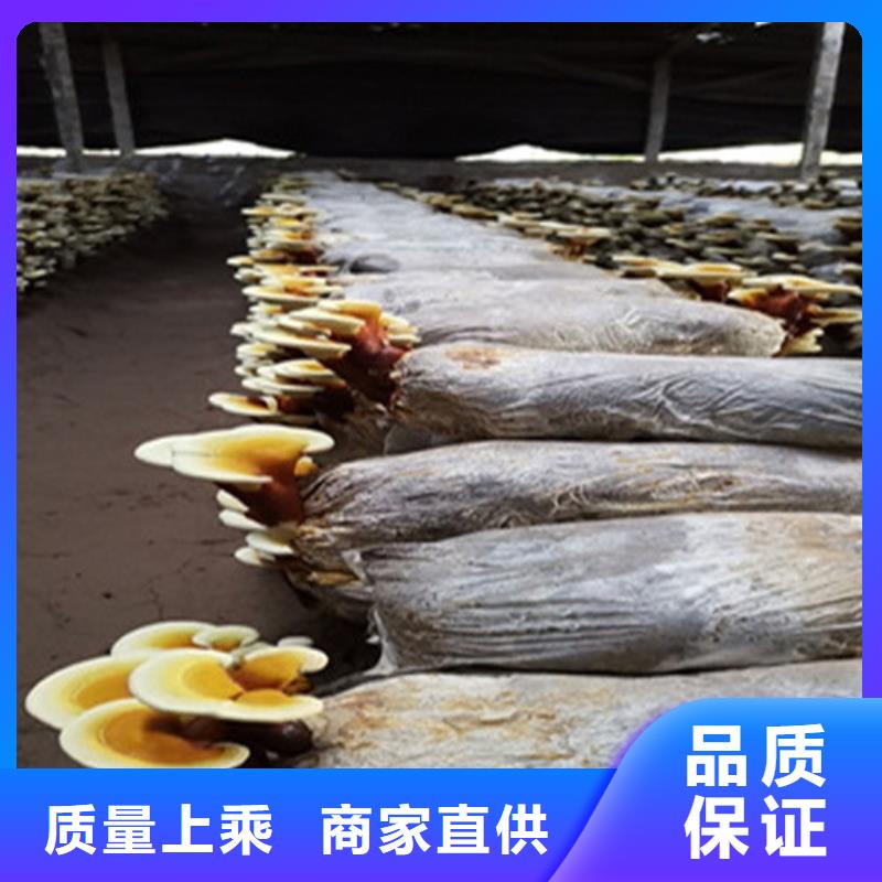 畅销的灵芝超细粉生产厂家