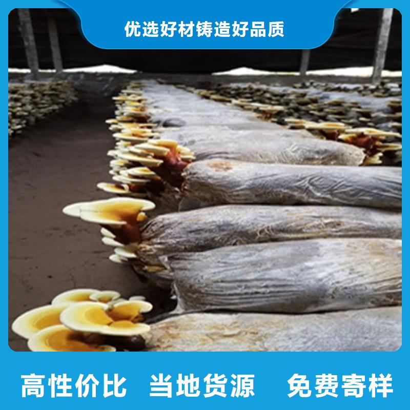 灵芝粉惊喜价格