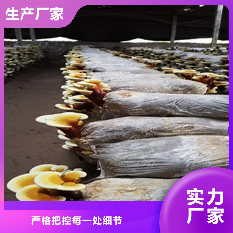 灵芝白头生产厂家_10年经验