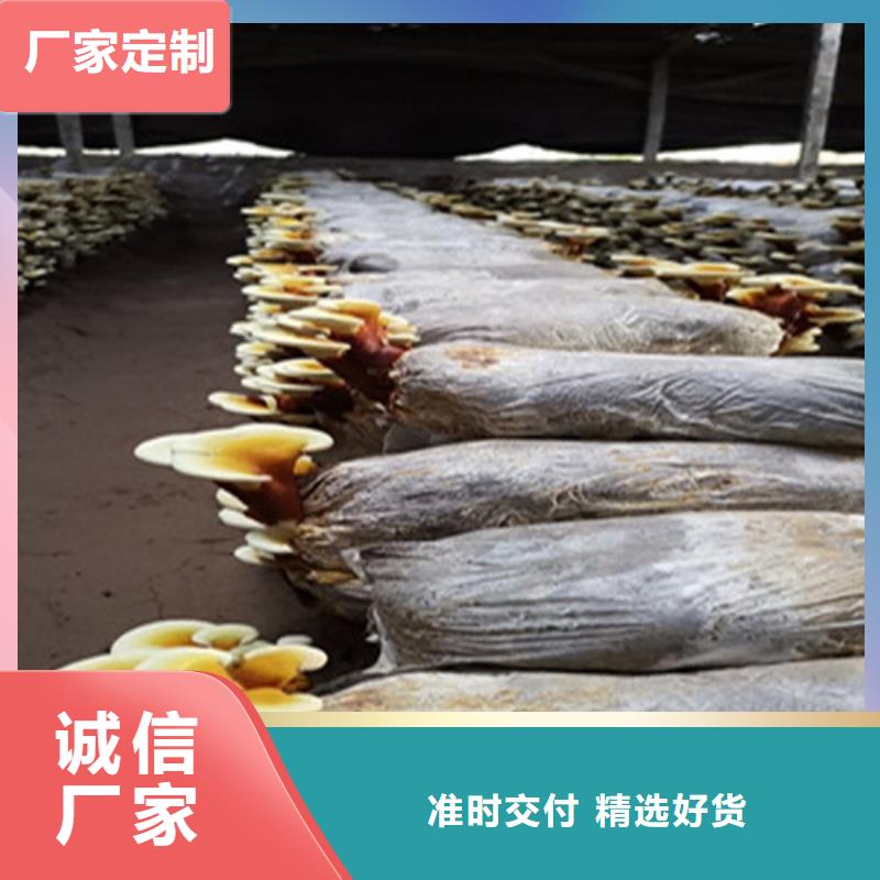 袋料灵芝优质品牌