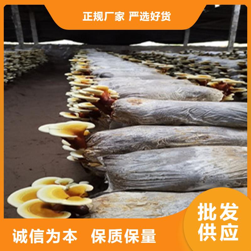 买
灵芝超细粉必看-来电咨询