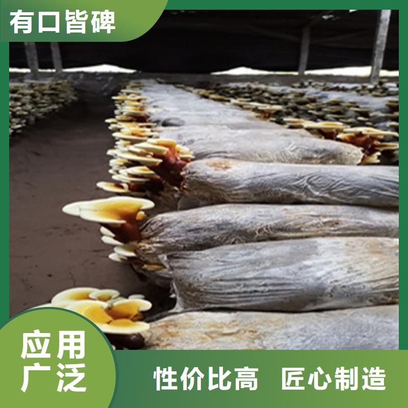 生产灵芝超微粉的厂家