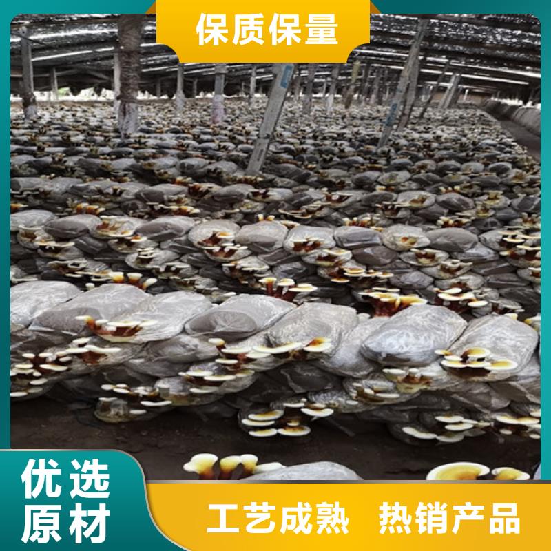 
灵芝粉-
灵芝粉质优价廉