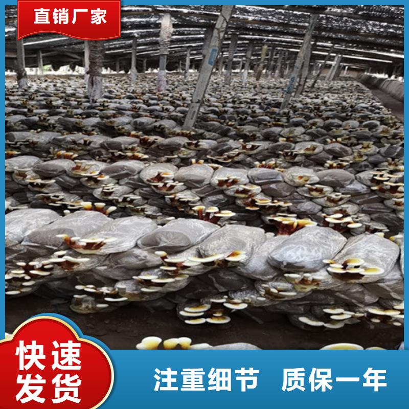 
灵芝孢子粉厂家-认准云海灵芝种植专业合作社