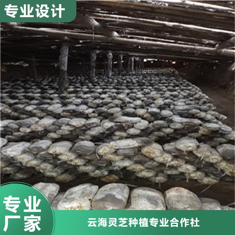 
灵芝超细粉放心选购、云海灵芝种植专业合作社