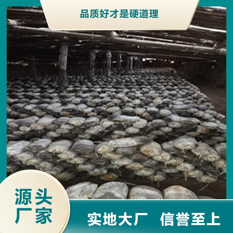 买
灵芝超细粉必看-来电咨询