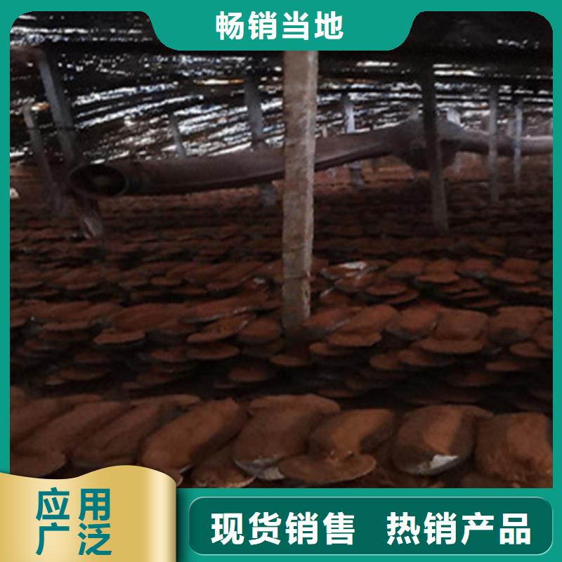 
灵芝超细粉_云海灵芝种植专业合作社